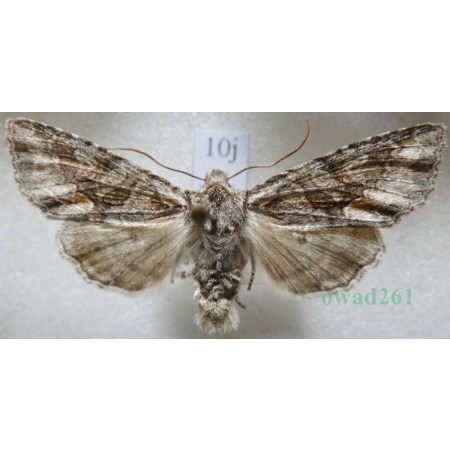 Dichonia convergens (Denis & Schiffermüller, 1775) Czech10j